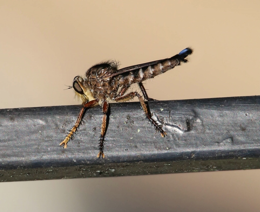 Robber fly