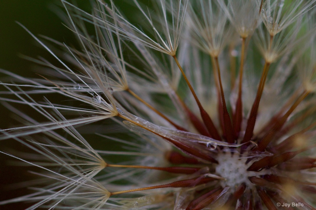 Macro Dandelion