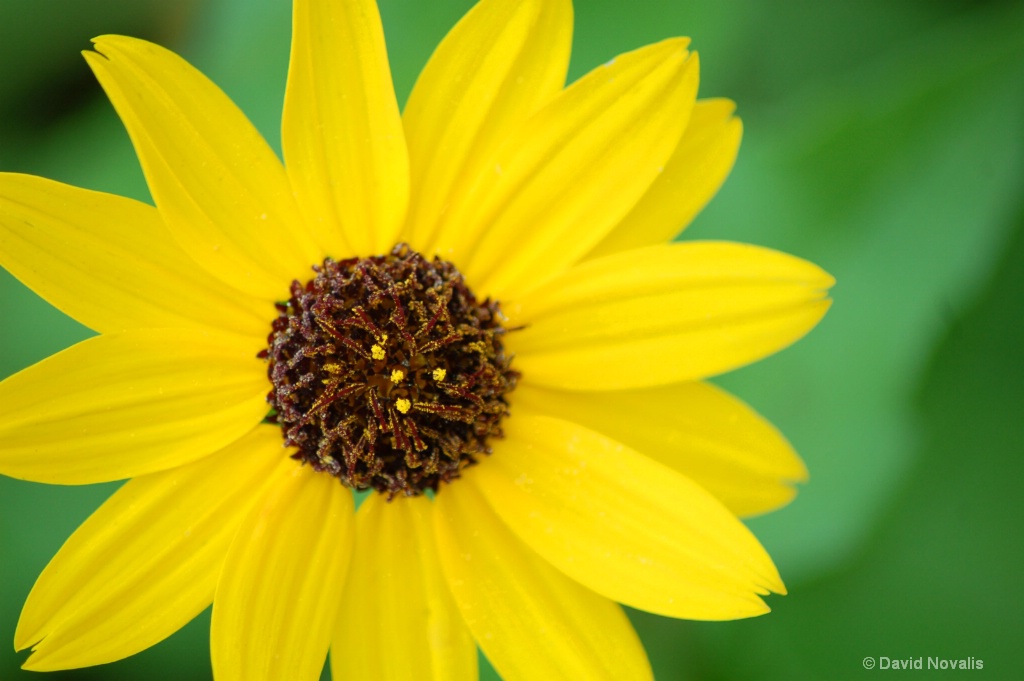 Yellow Daisy Close Up