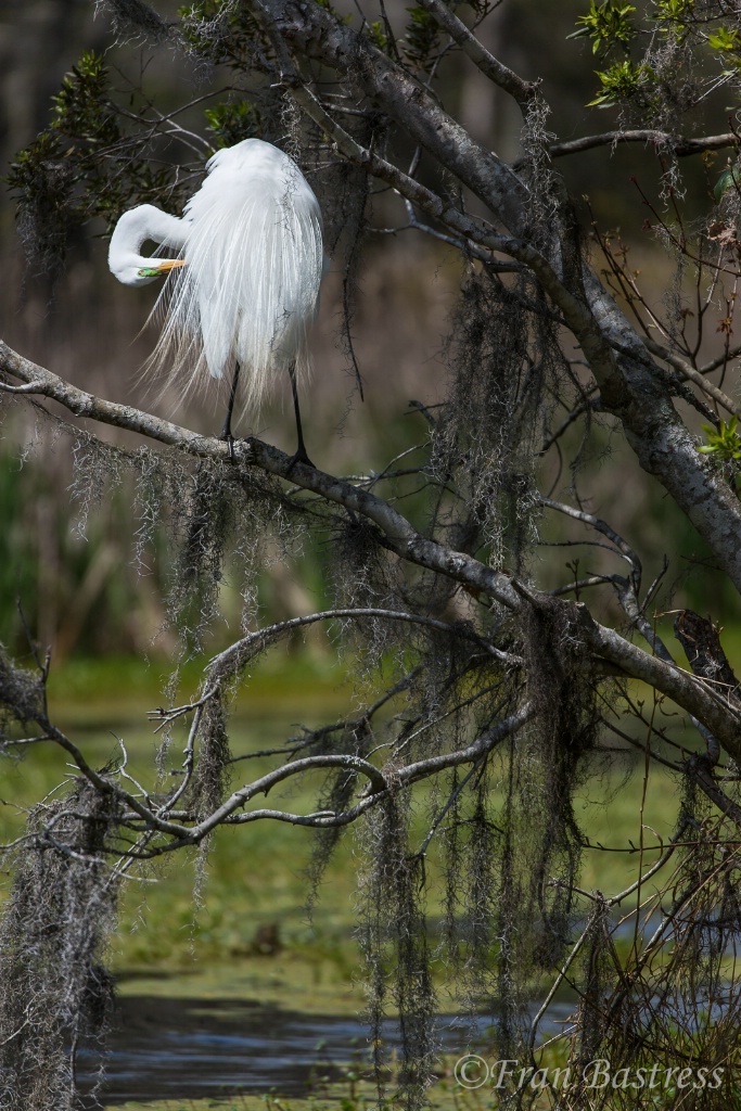 Egret, Audubon Swamp Garden, Charleston - ID: 15573255 © Fran  Bastress