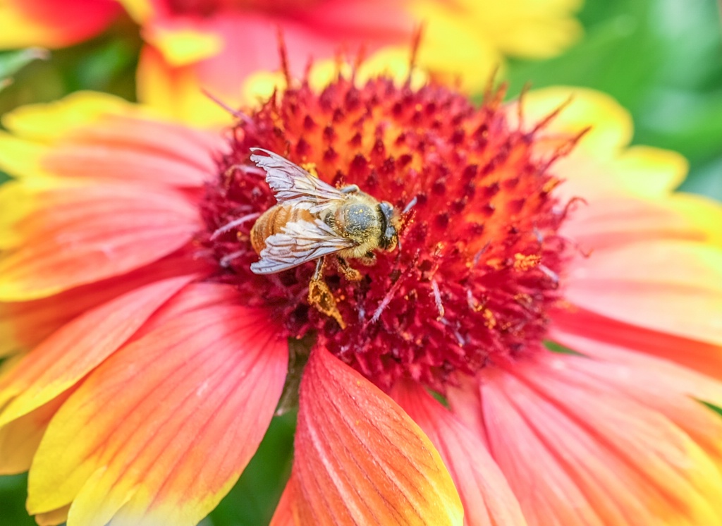 Pollen collector - ID: 15573273 © Nancy Auestad