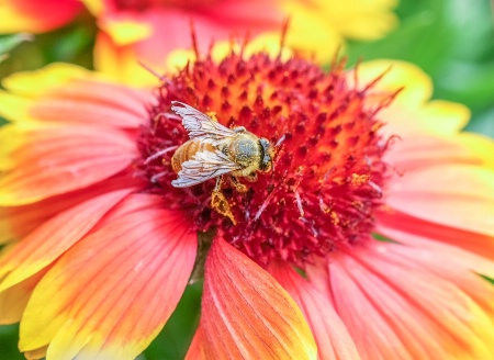 Pollen collector