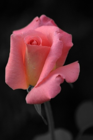 rose by rosa selective 