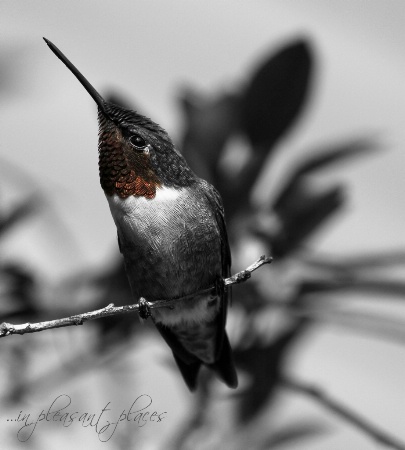 Hummingbird Charm