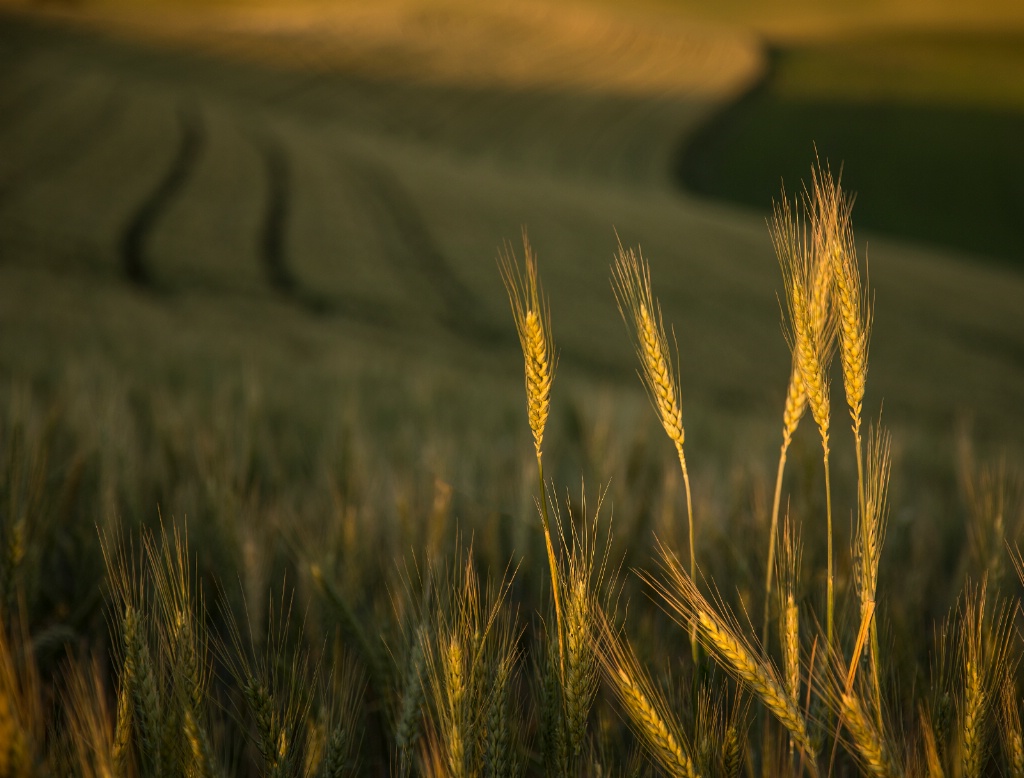 Field Patterns