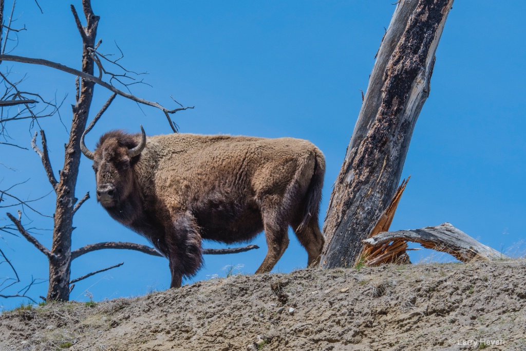 Bison in Yellowstone - ID: 15574011 © Larry Heyert
