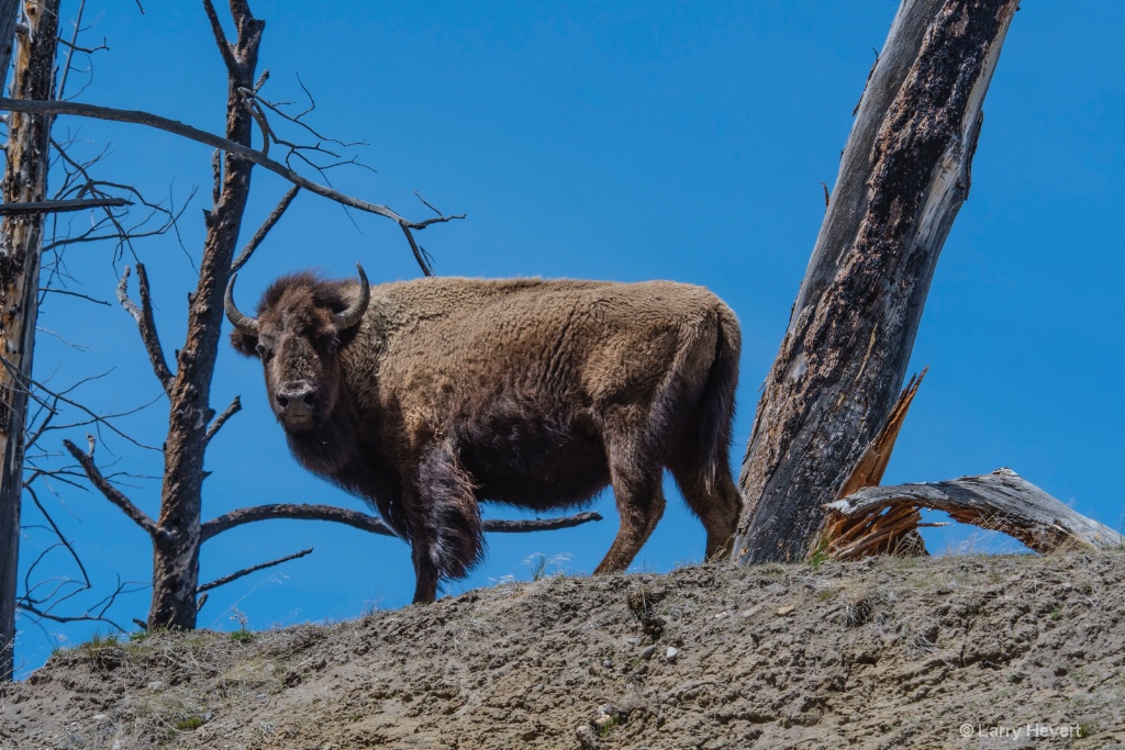 Bison in Yellowstone # 2 - ID: 15574012 © Larry Heyert
