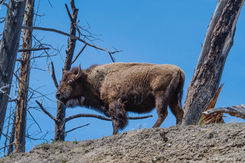 Bison in Yellowstone # 3 - ID: 15574013 © Larry Heyert