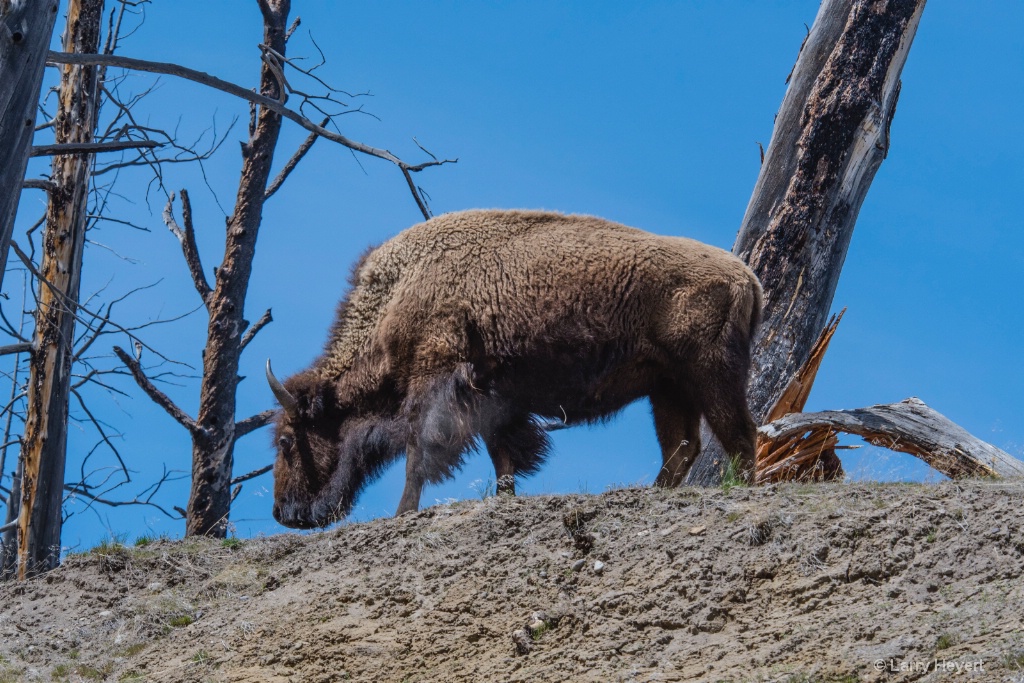 Bison in Yellowstone # 4 - ID: 15574014 © Larry Heyert
