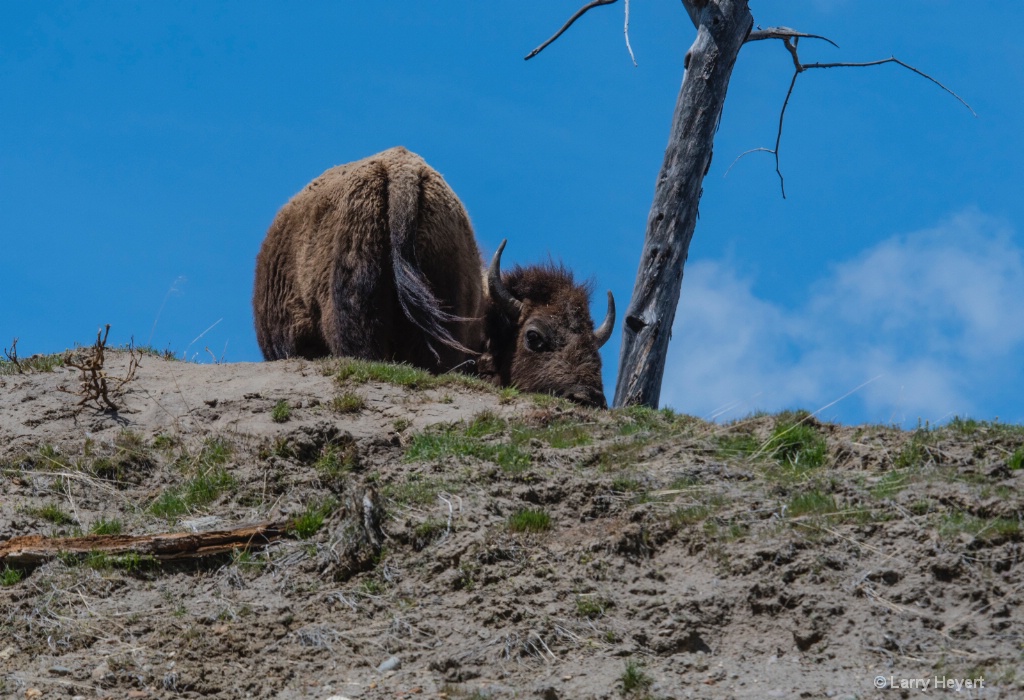 Bison in Yellowstone # 5 - ID: 15574015 © Larry Heyert