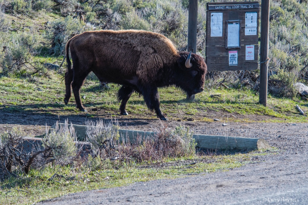 Bison on the Trail - ID: 15574033 © Larry Heyert