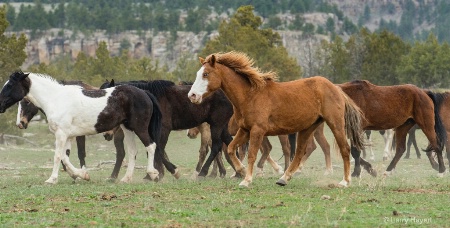 Black Hills Horse Sanctuary