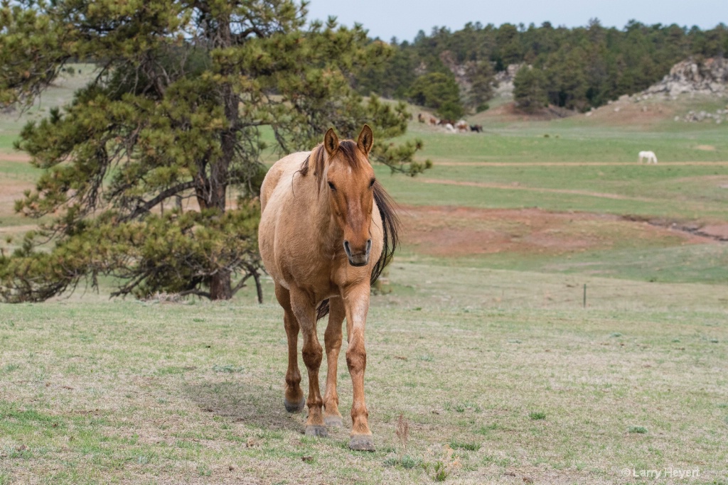 Black Hills Horse Sanctuary