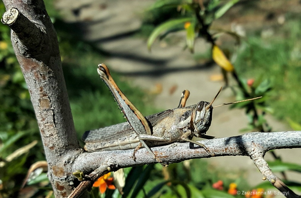 American Grasshopper