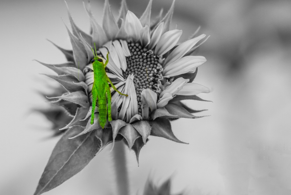 Band Winged Grasshopper