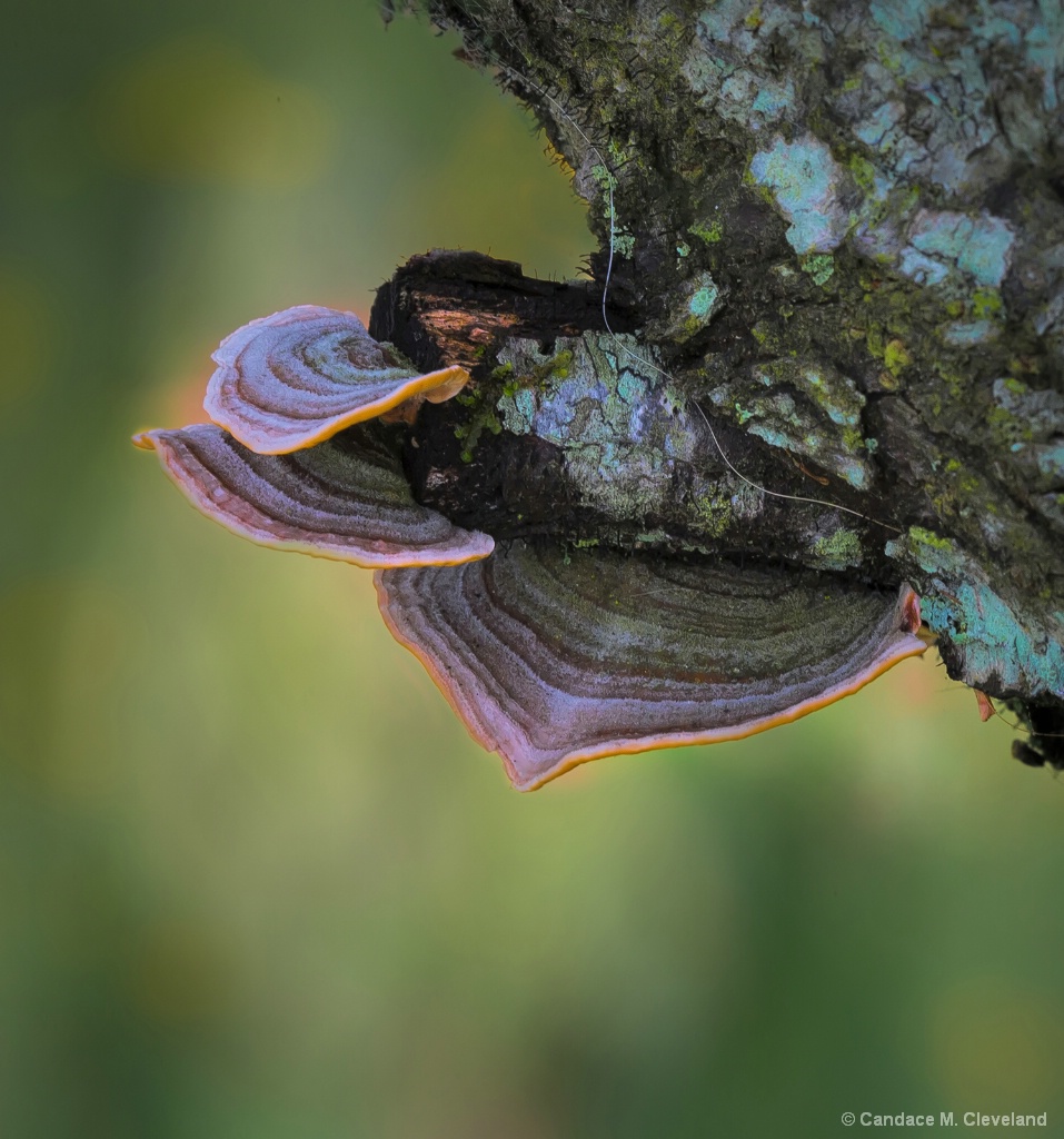 Tree Fungus