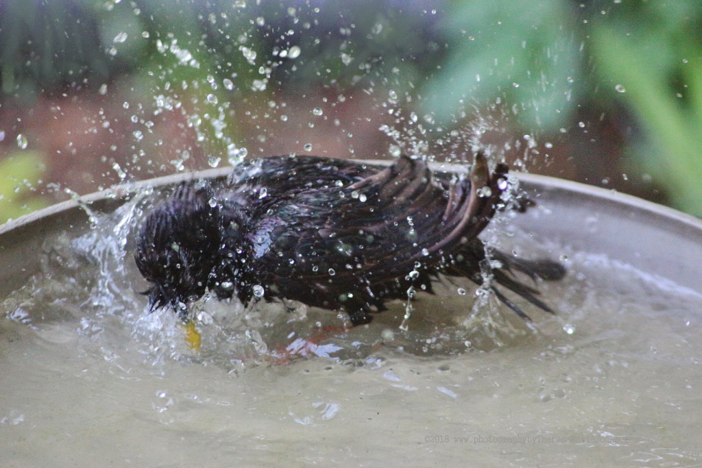 Splish Splash Starling Taking a Bath