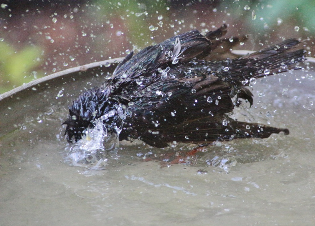 Wet Starling