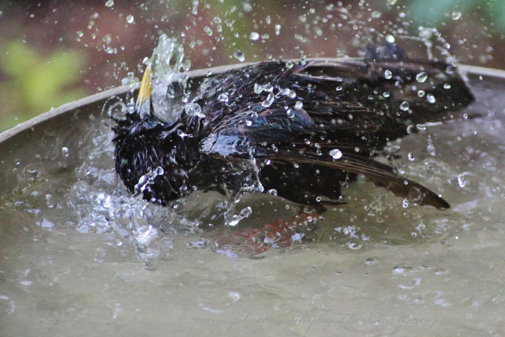 Bathing Starling