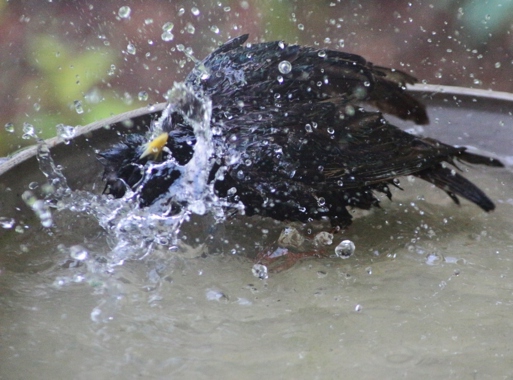 Starling's Bathtime