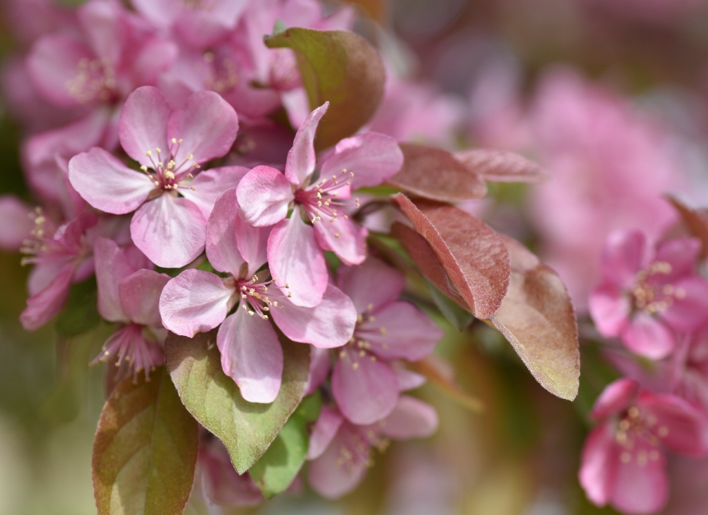 Blossom Bliss