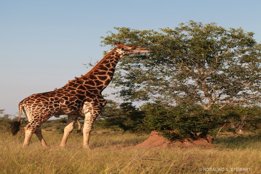 giraffe - ID: 15574491 © ROSALIND S. STEWART