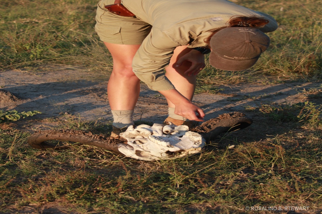 Bufalo skull - ID: 15574494 © ROSALIND S. STEWART