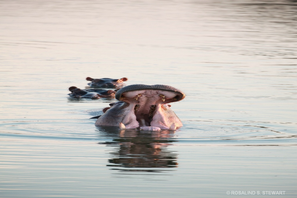 Hippos yawning - ID: 15574496 © ROSALIND S. STEWART