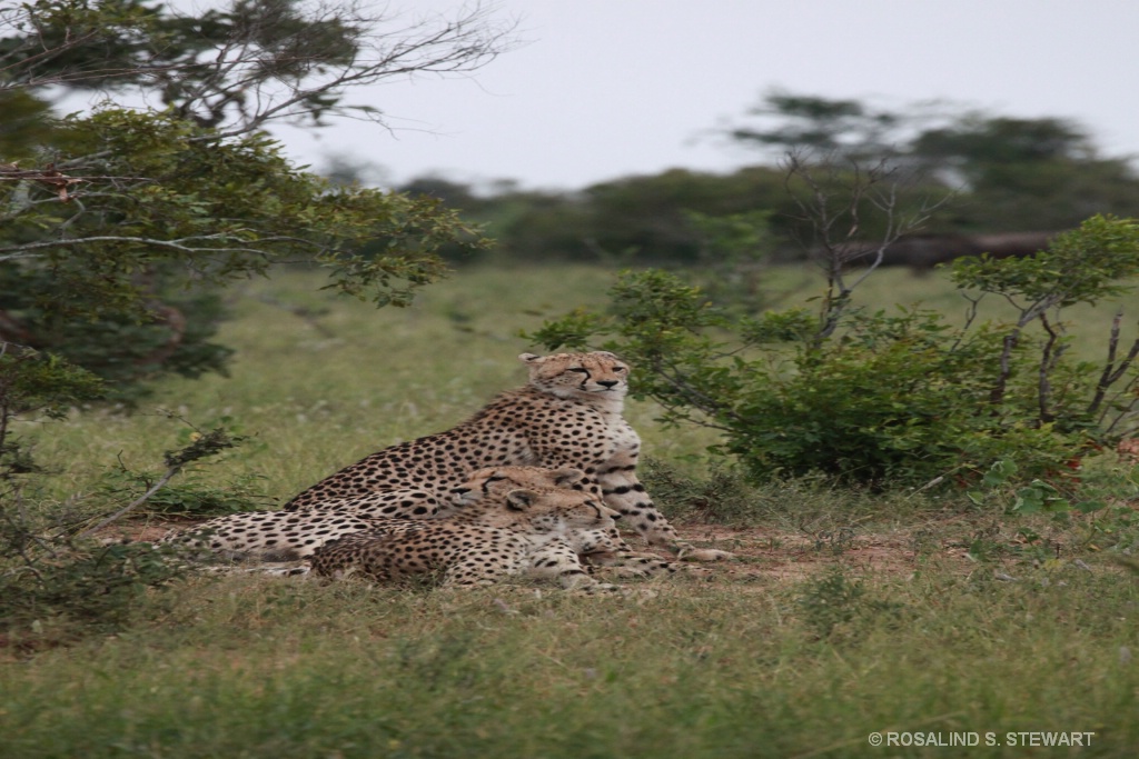 Cheetah - ID: 15574497 © ROSALIND S. STEWART