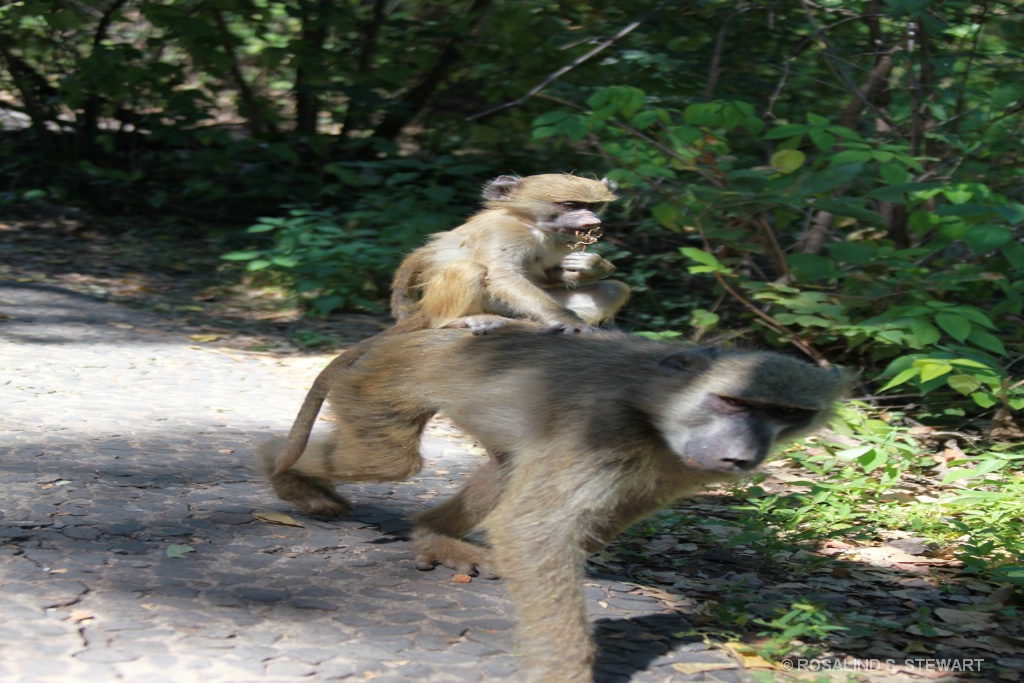 Gibbons - ID: 15574500 © ROSALIND S. STEWART