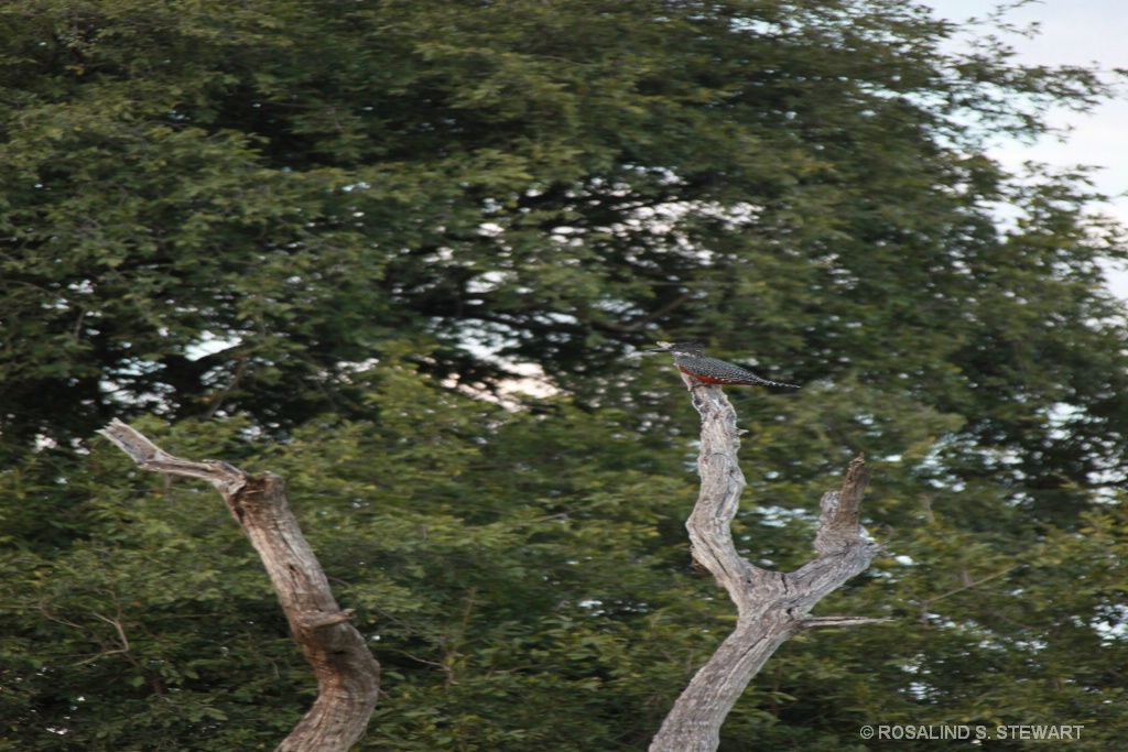 Kingfisher - ID: 15574507 © ROSALIND S. STEWART
