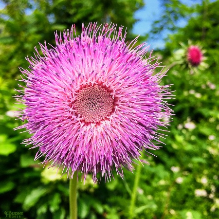 Thistle