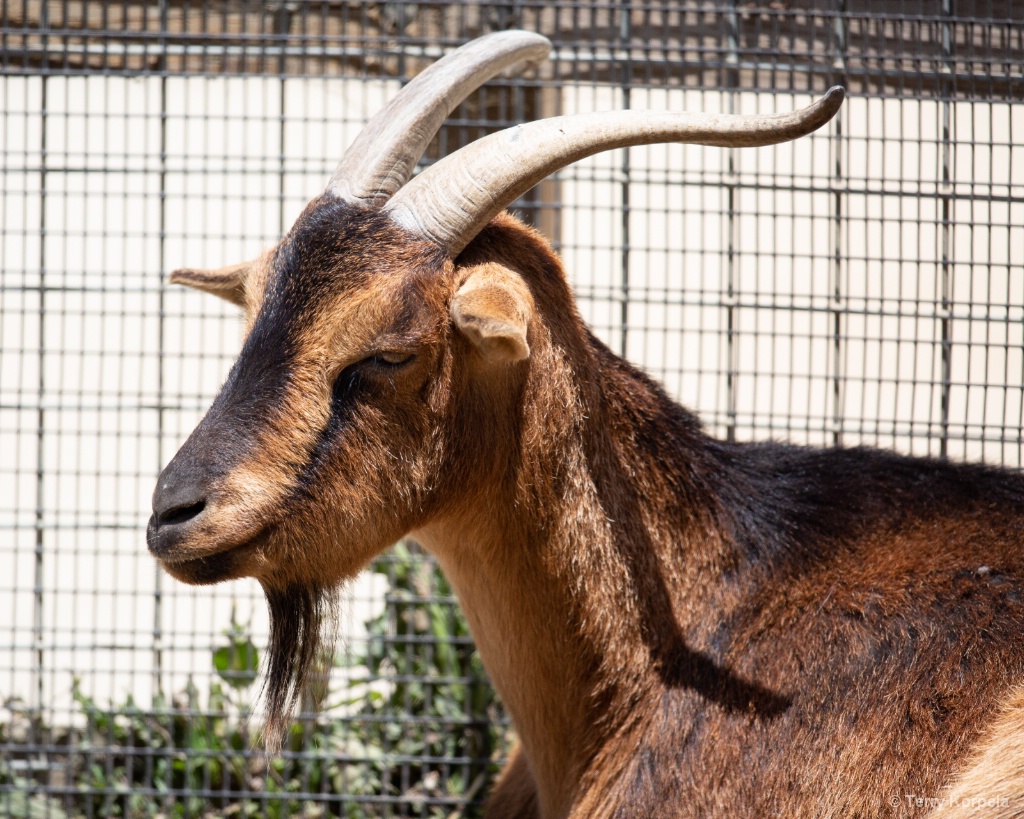 San Clemente Island Goat