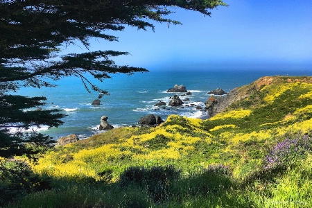 Spring Day at Sonoma Coast State Park