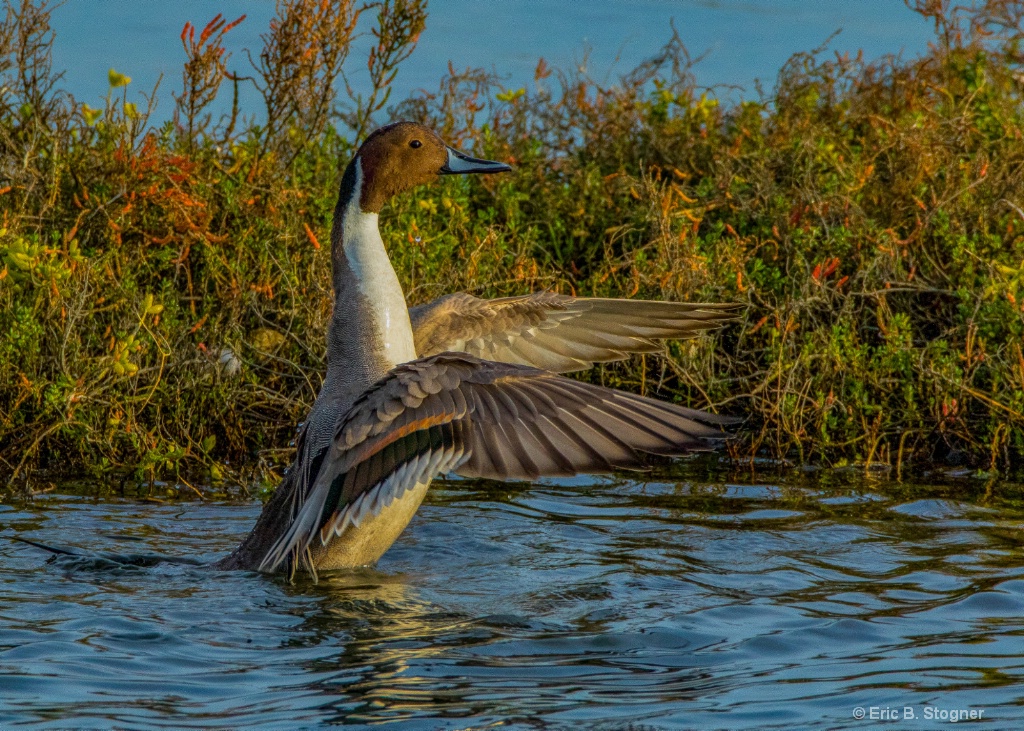 Proud Northern. Pintail.