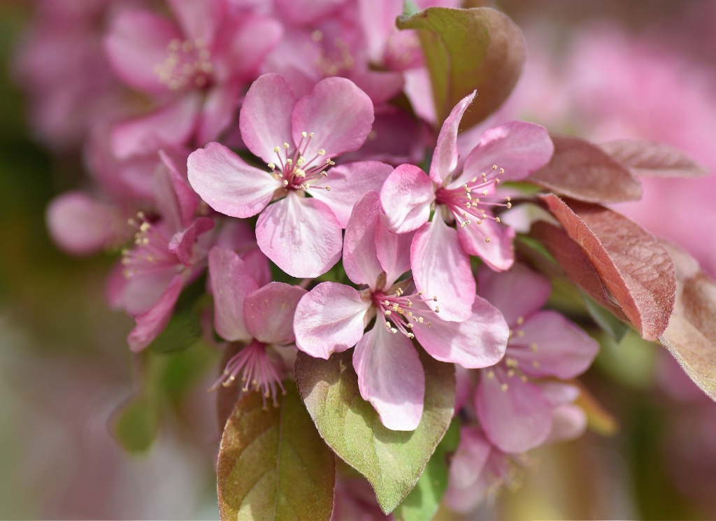 Blossom Bliss II