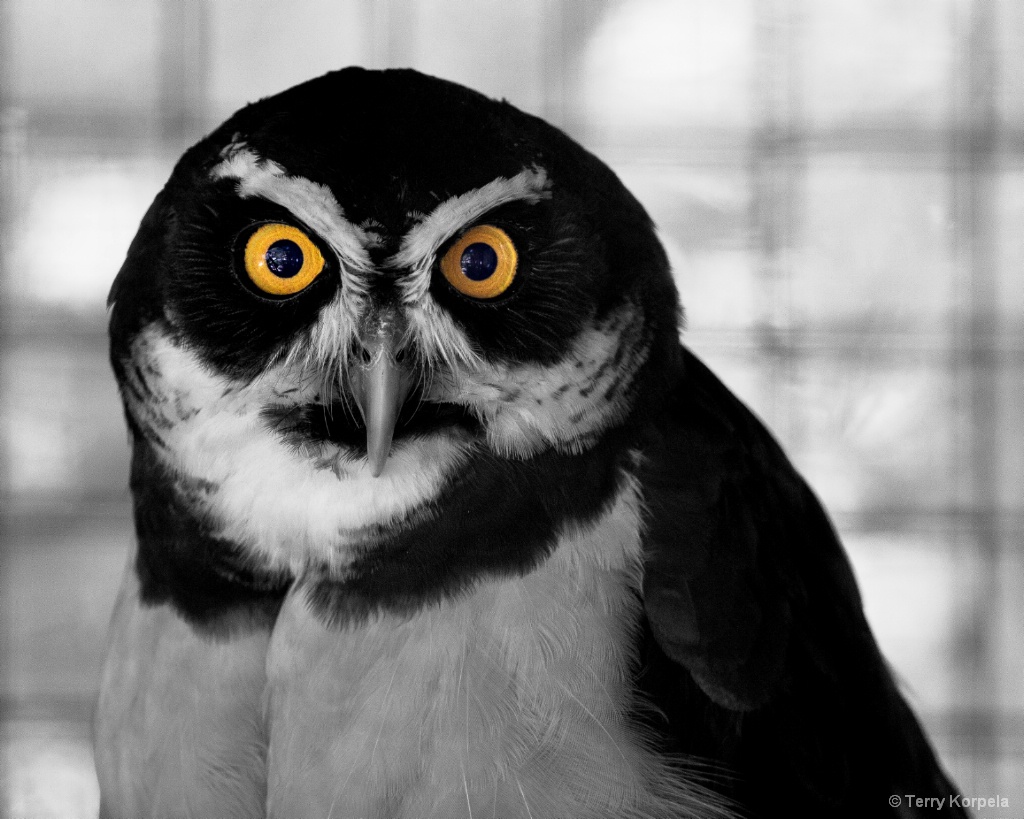 Spectacled Owl - ID: 15575665 © Terry Korpela