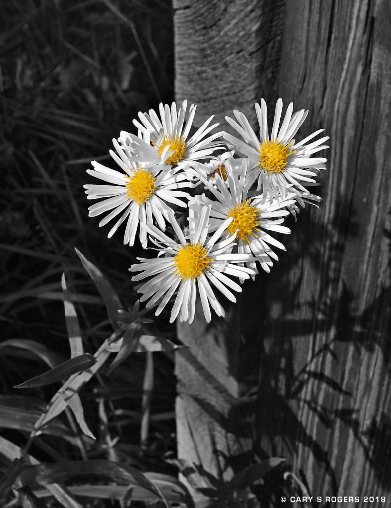 Wildflowers in Memoriam