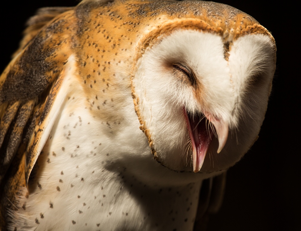 Barn Owl