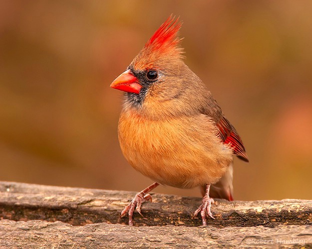 Female Northern Cardinal in Fall