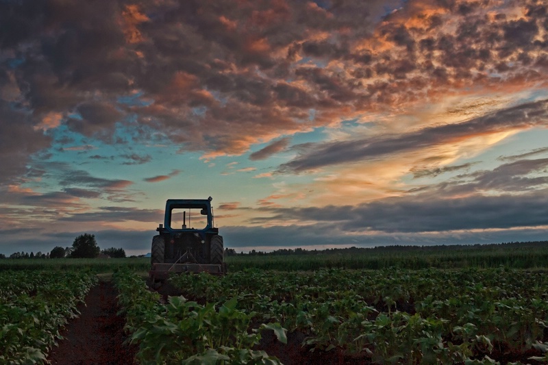 Tractor Parked On The Potato Fields