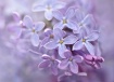 Lilac Blur