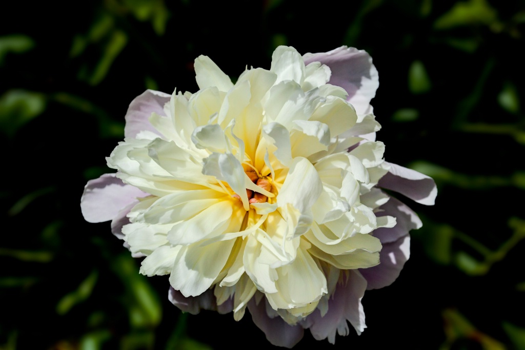 Peony