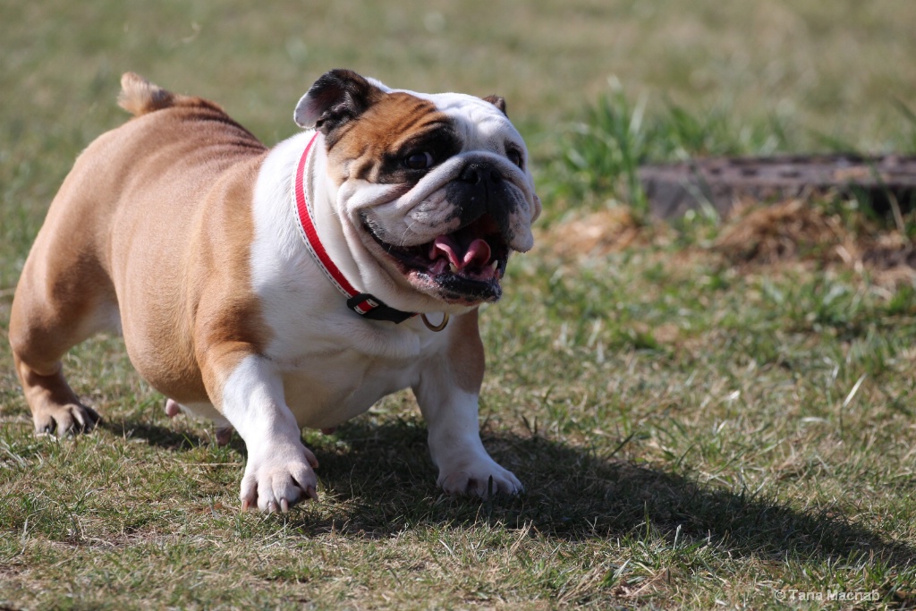 Running of the Bull(dog)