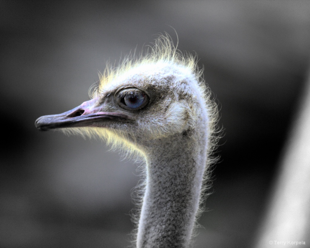 Ostrich - ID: 15576302 © Terry Korpela