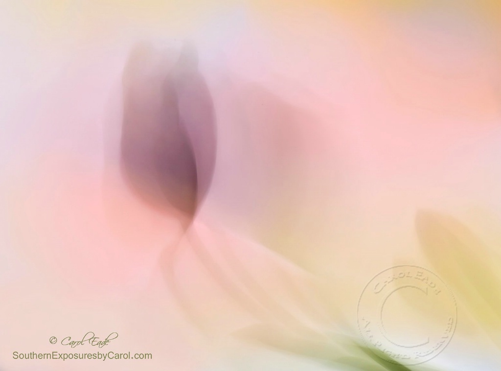 Watercolor Tulips - ID: 15576354 © Carol Eade