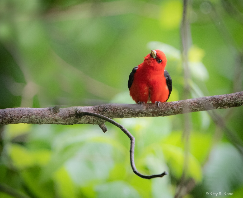 Inquisitive Scarlet Tanager