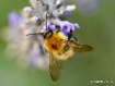 Sting like a bee