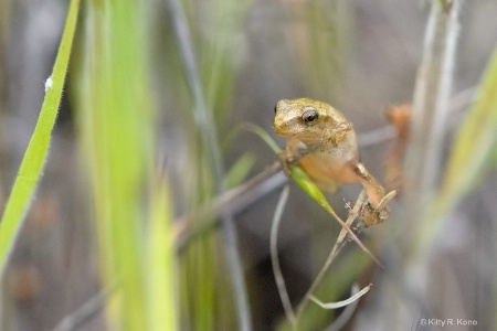 Little Toad in the Grass
