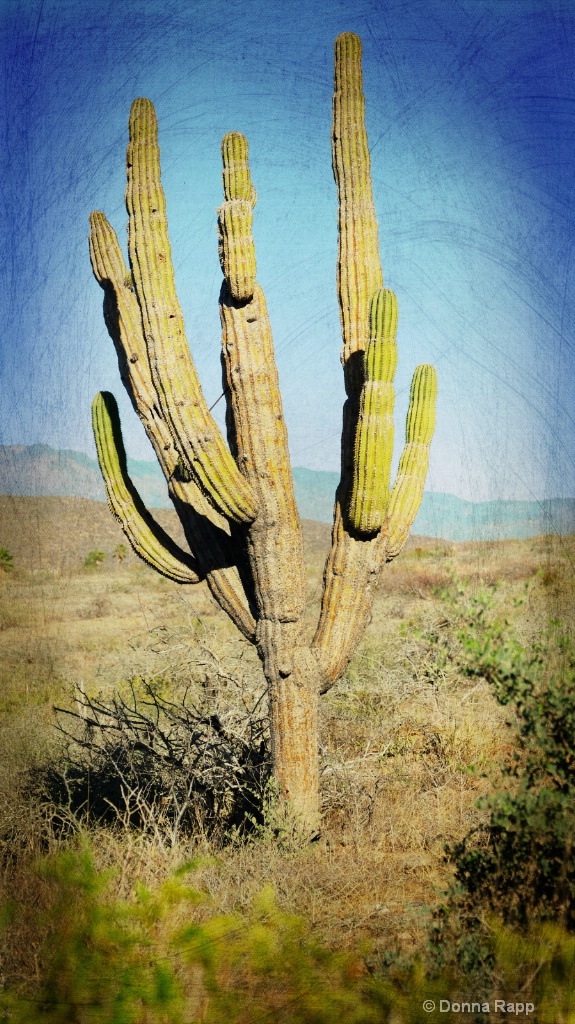 Baja classic cactus